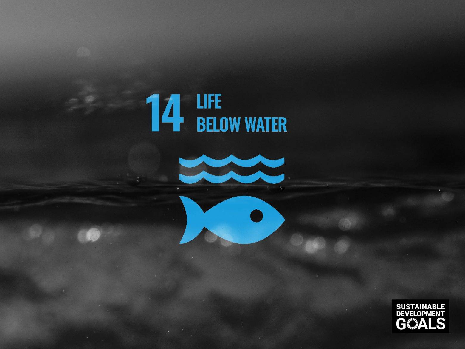 https://dev.soulandsurf.com/wp-content/uploads/2021/08/our-sustainable-ish-plan-S_S-UNSDG-Life-Below-Water-e1628601861182.jpg Image