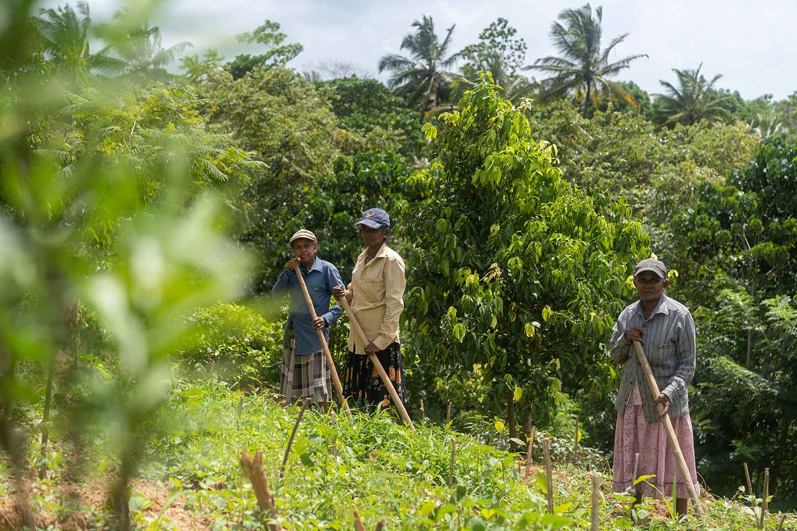 https://dev.soulandsurf.com/wp-content/uploads/2022/04/Sri-LankaRetreat-images-@lesleywiggles_Tea-estate-workers.jpg